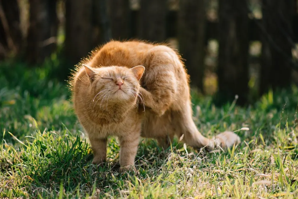 Cat scratching from dermatitis