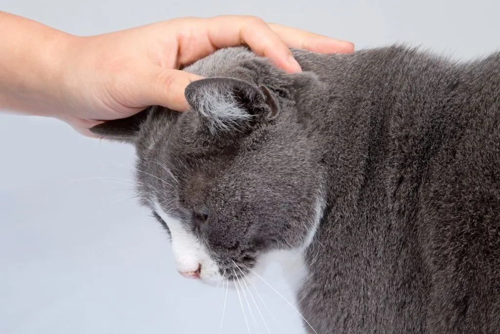 Cat being stroked
