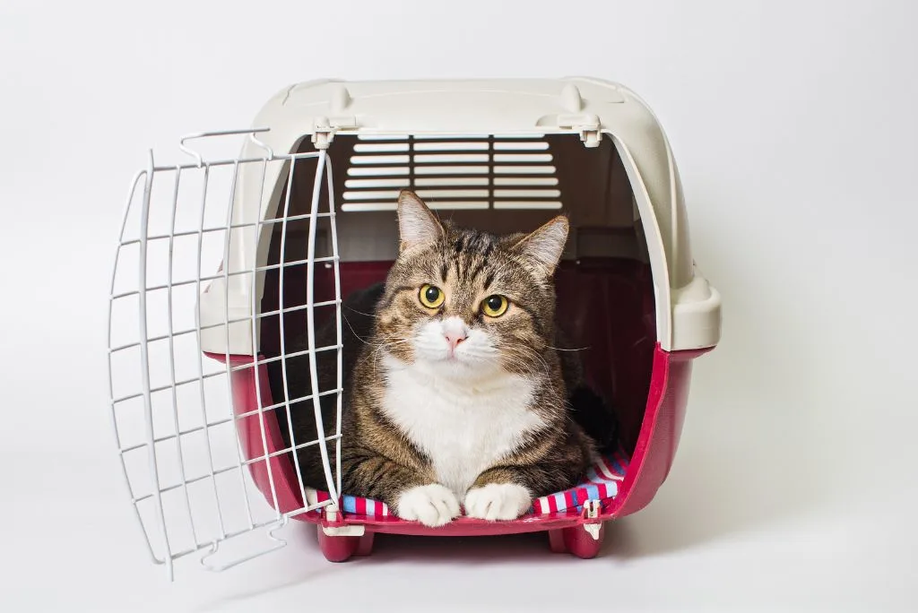 Cat in cat carrier