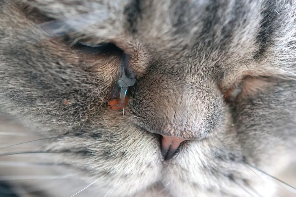 Cat tears