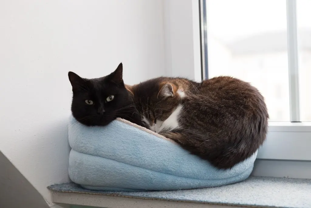 Vaccines to protect cats