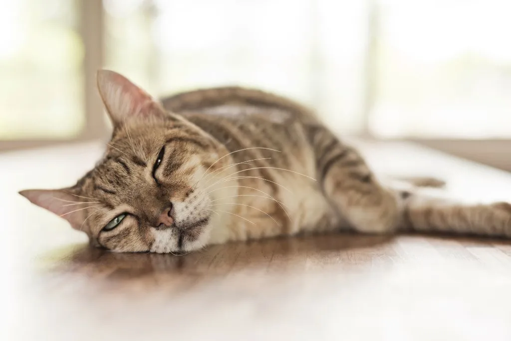 Worm cat symptoms
