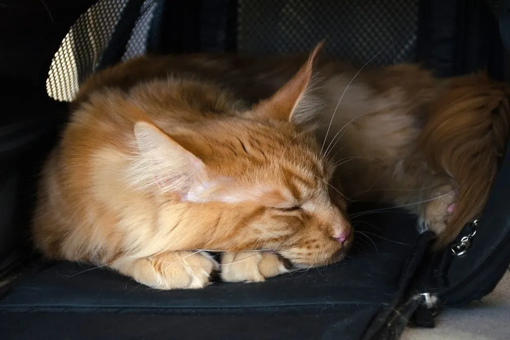 cat sleeping in cat carrier