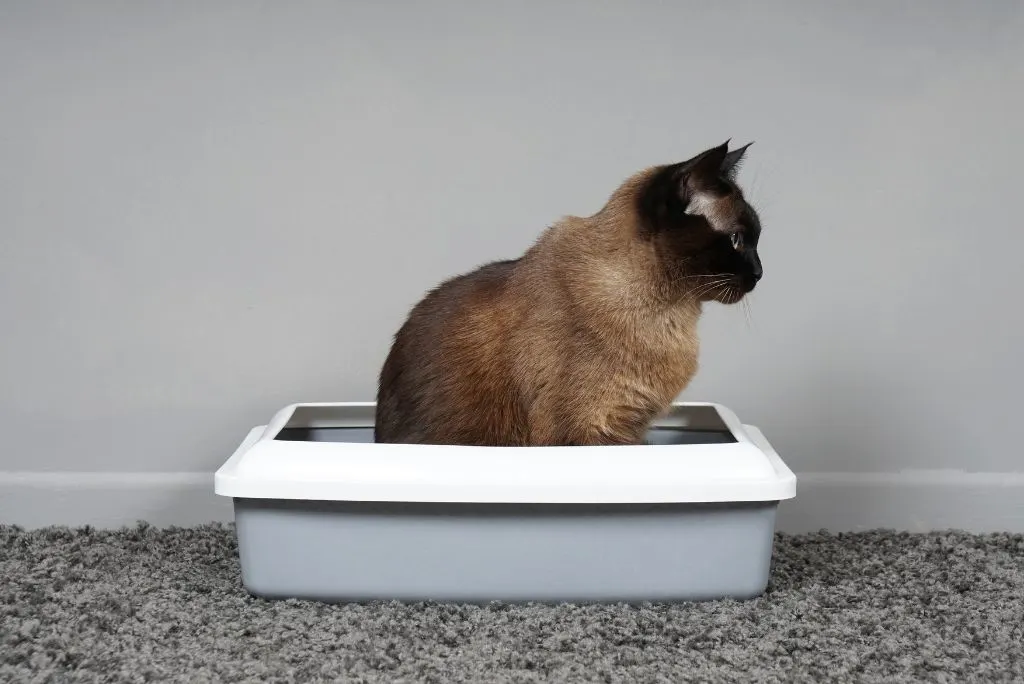 Cat sitting in litter tray