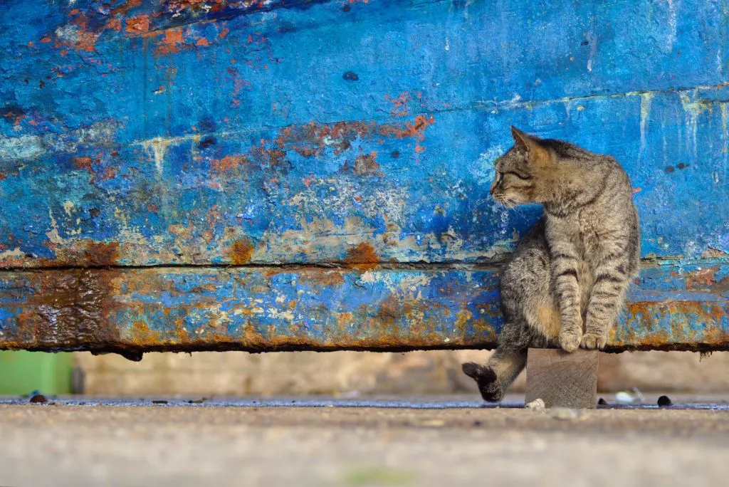 How to sail with a cat