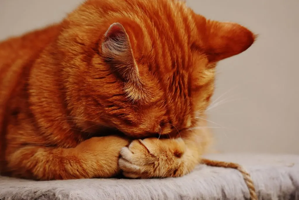 Cat covering face