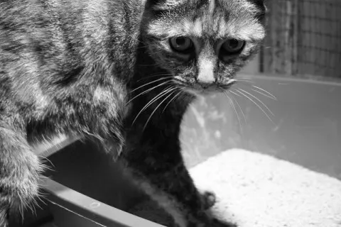 My Cat Peed on My Bed: What Does It Mean ? | Fluffy Kitty