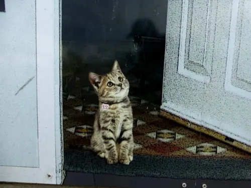 how to introduce two cats