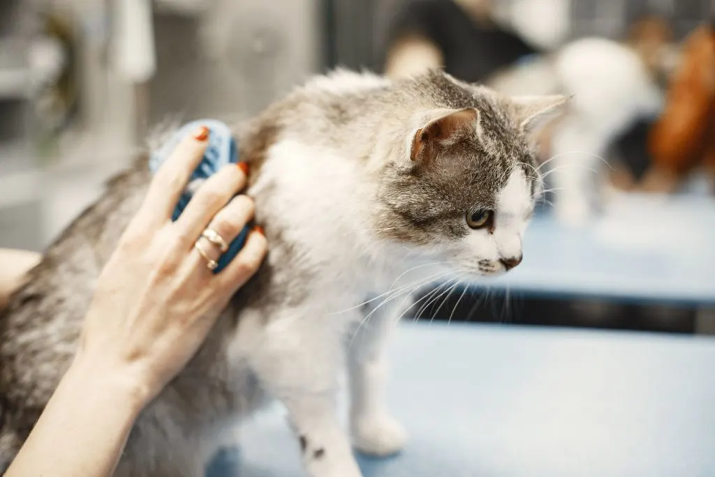 Cat being groomed