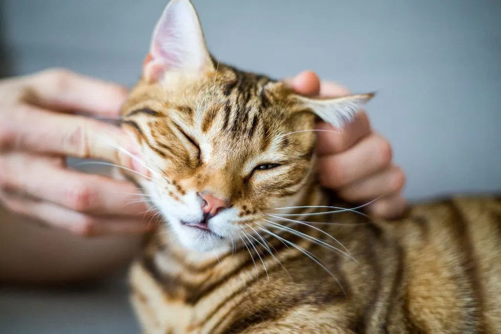 Cat being stroked