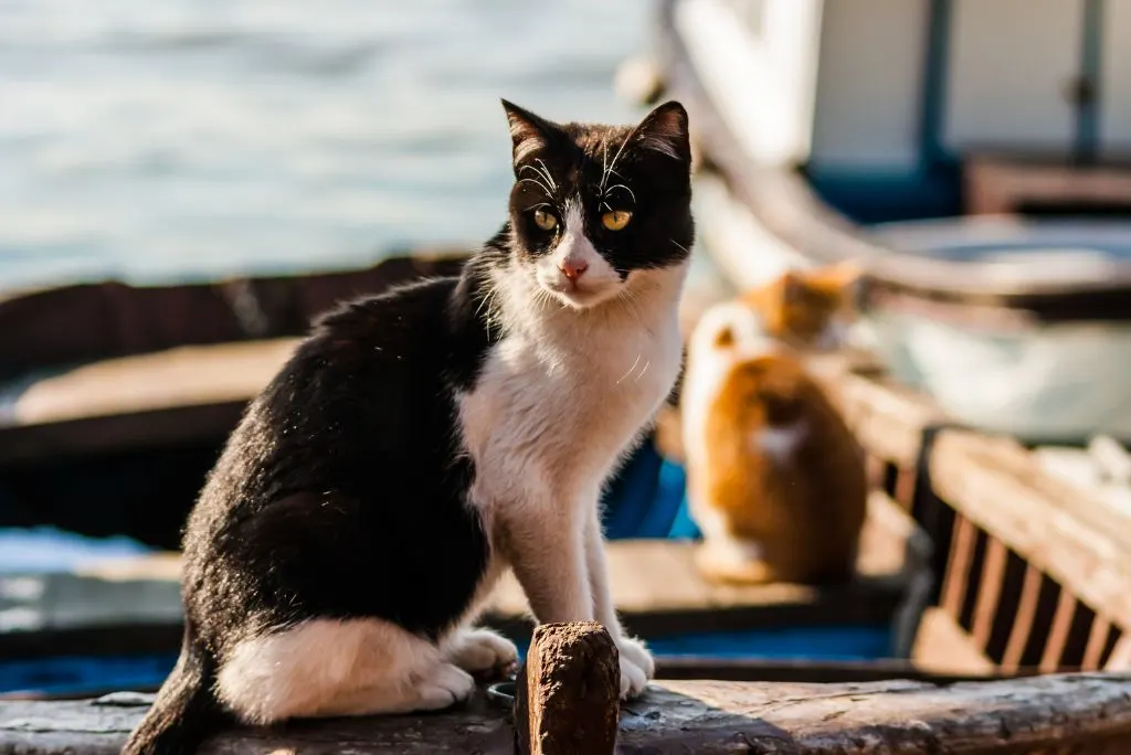 Sailing with a cat