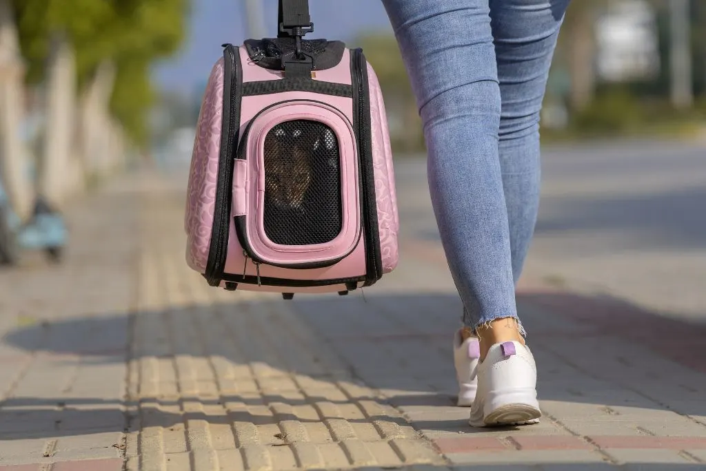 Cat in soft-sided cat carrier