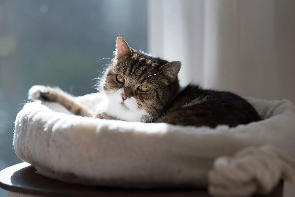 Comfy cat