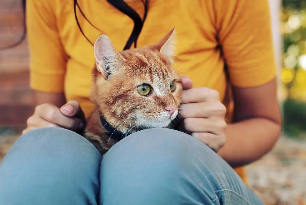 Cat on a lap