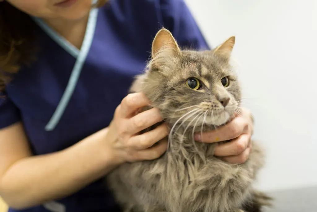Vet consultation for cat