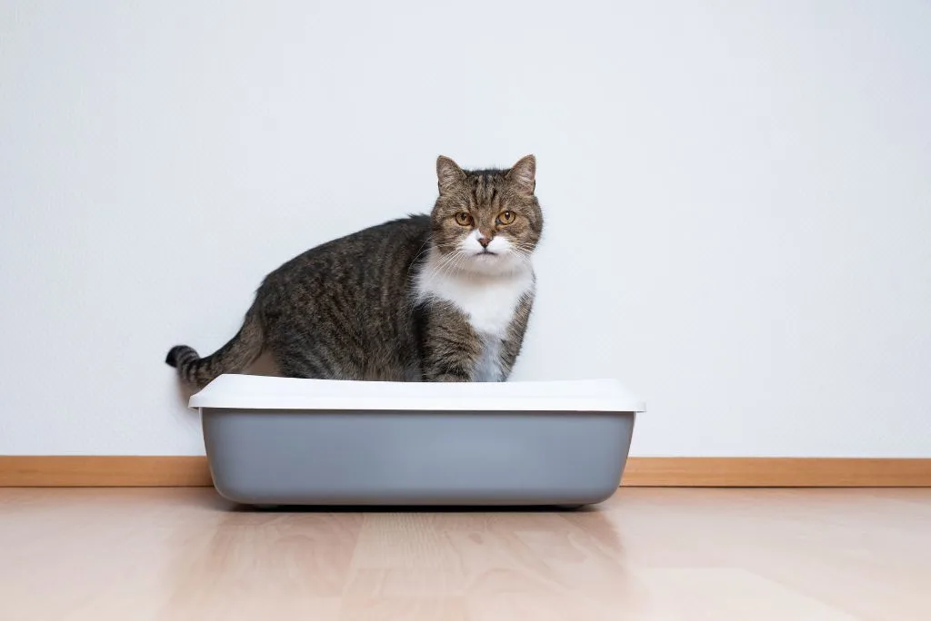 Constipation in cats