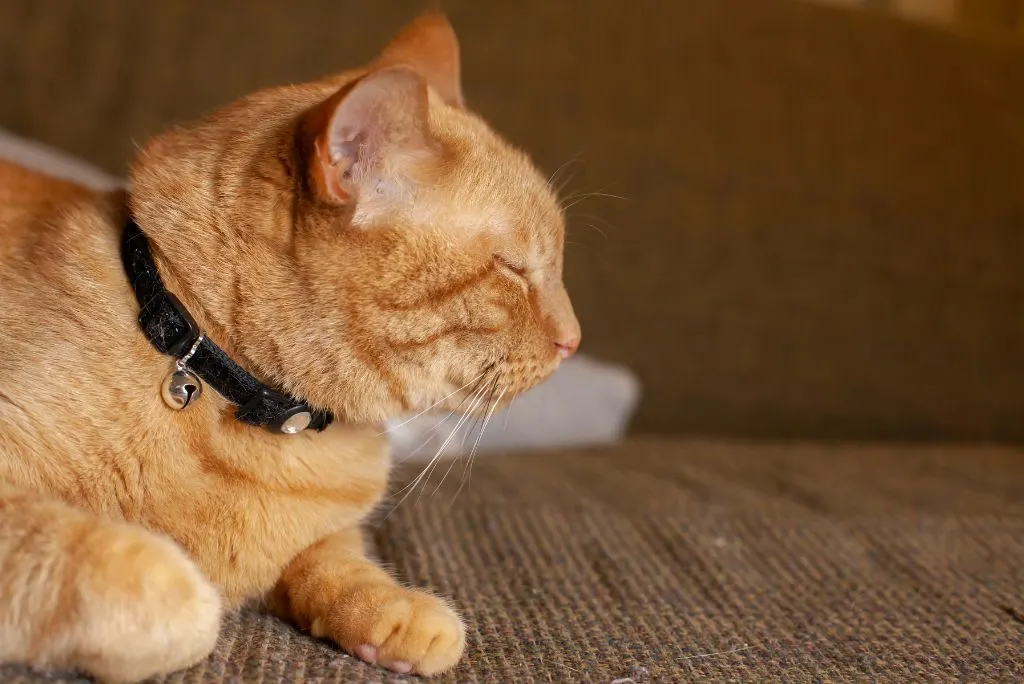 Indoor cat