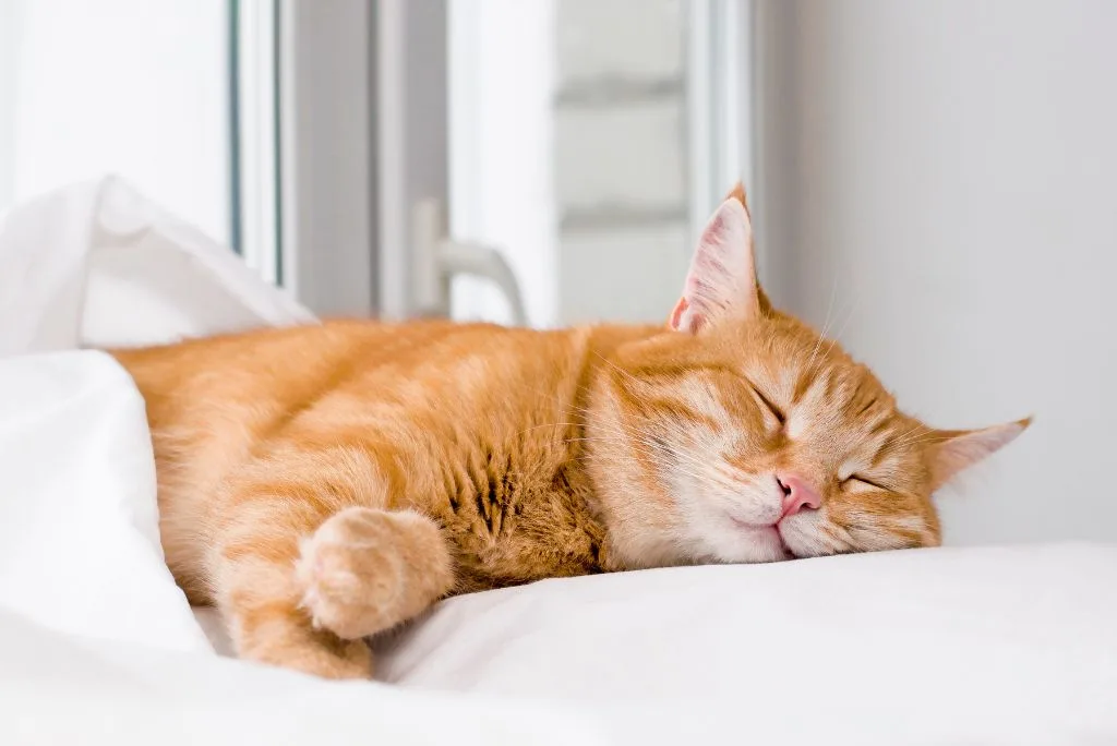 Cat relaxing after acupuncture