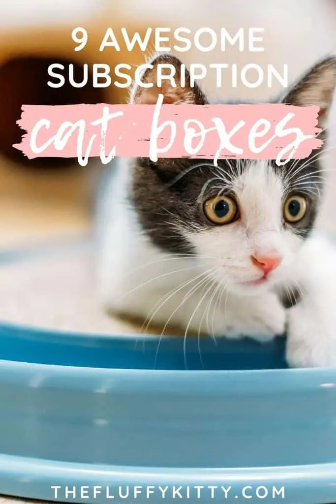 9x best cat subscription boxes | The Fluffy Kitty
