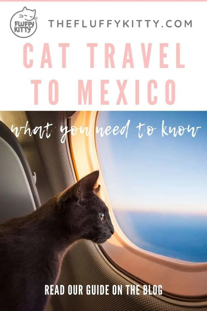 Flying to Mexico with a Cat | The Fluffy Kitty #petblog #cats #pettravel #pets #mexico