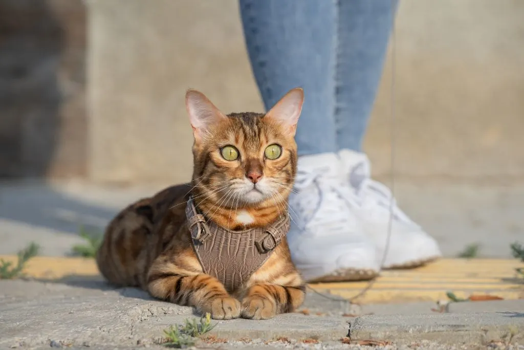 Bengal cat in a harness