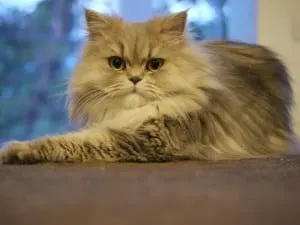 persian