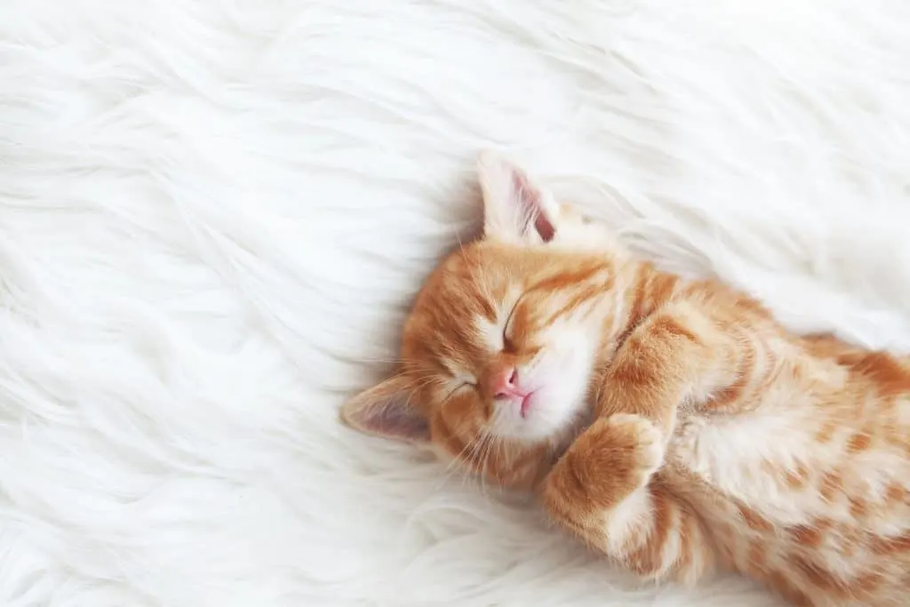 baby kitten | fostering kittens