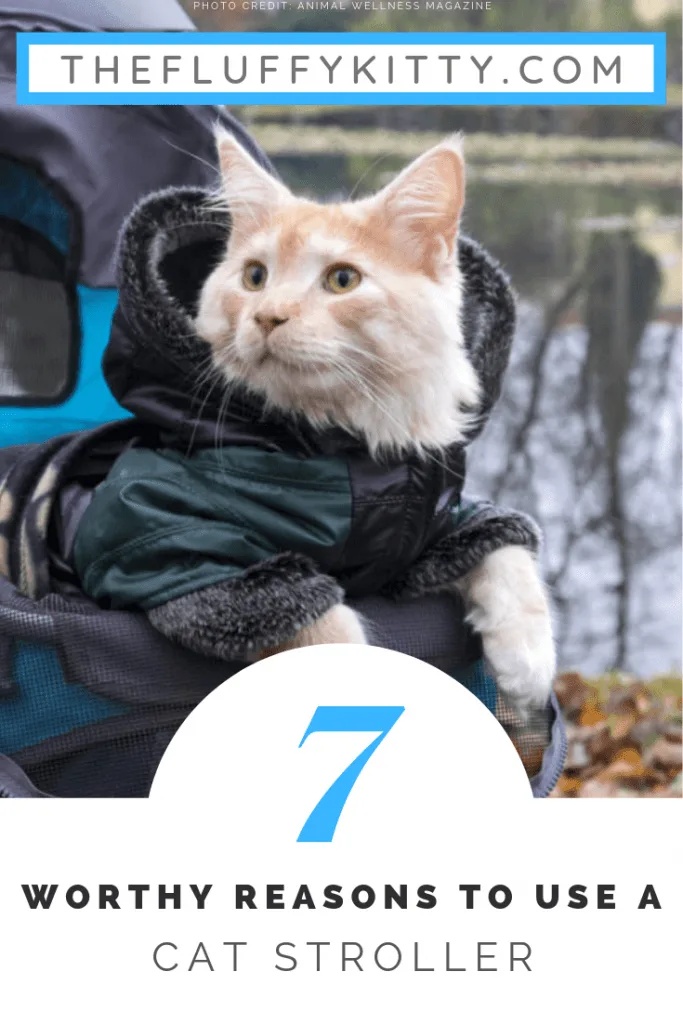 7 Reasons Cat Strollers Are a Good Idea | Fluffy Kitty Blog thefluffykitty.com