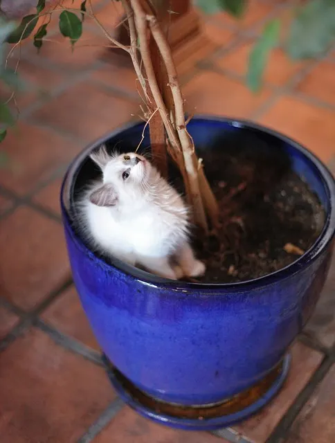 Why do cats eat dirt - Fluffy Kitty