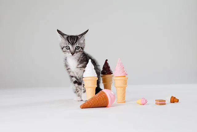 Why do cats eat dirt ? - Fluffy Kitty 