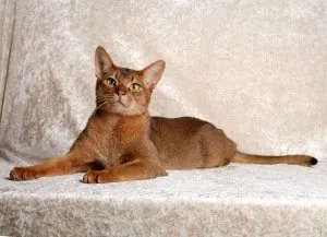 abyssinian cat