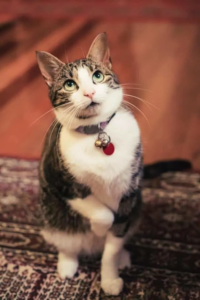 How Long Can You Leave a Cat at Home While on Vacation? // Fluffy Kitty - thefluffykitty.com