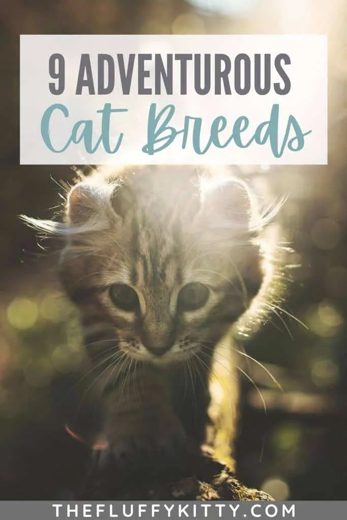 Adventurous Cat that likes to travel