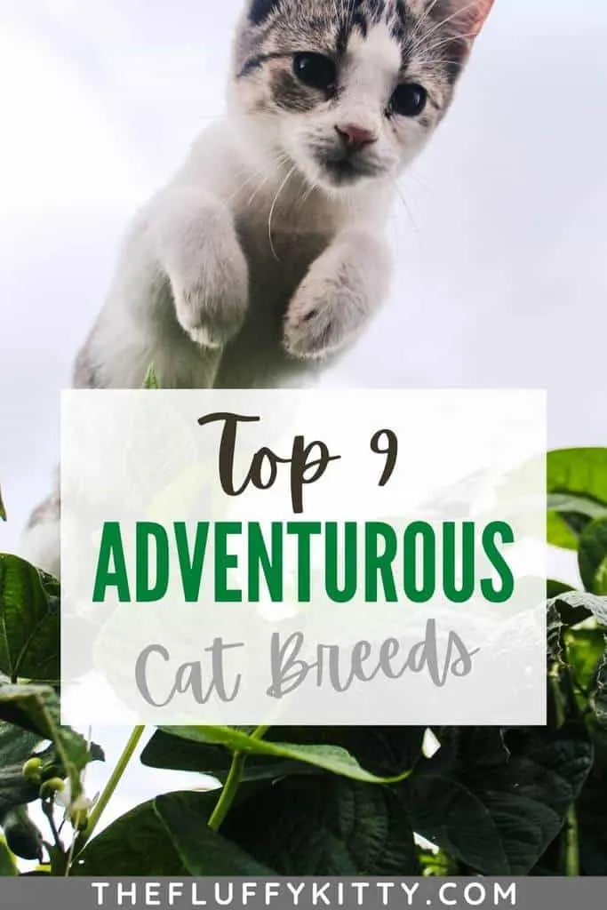 Cat who likes to travel