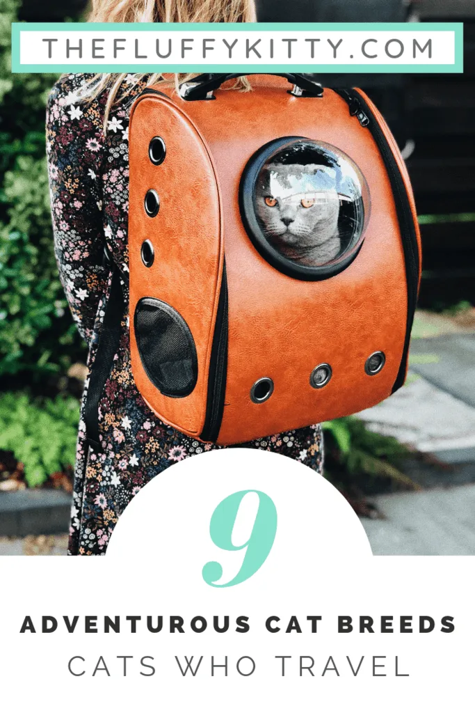 Adventurous Cat Breeds That Like To Travel | Fluffy Kitty thefluffykitty.com