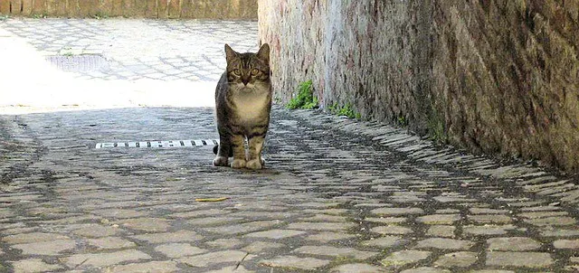 Best cat food for strays 