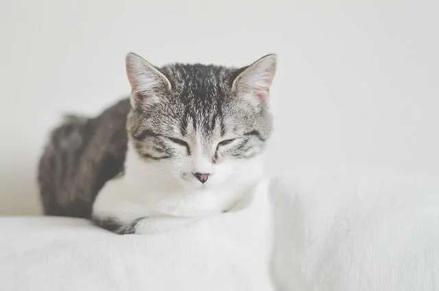 Can Cats Be Autistic? Fluffy Kitty
