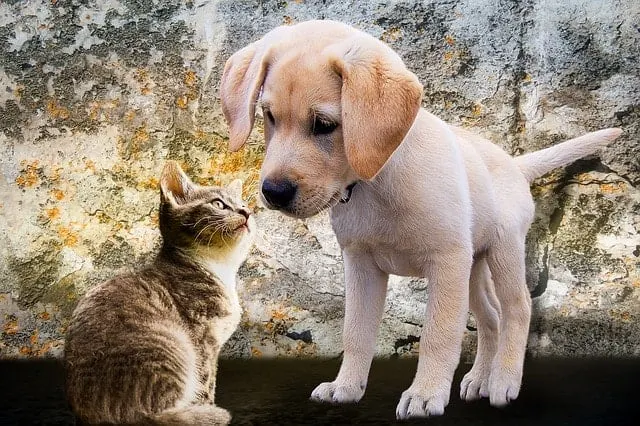 Can cats get parvo from dogs?