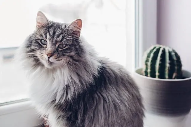 Ultimate Guide to Cat Allergies in Humans | Fluffy Kitty