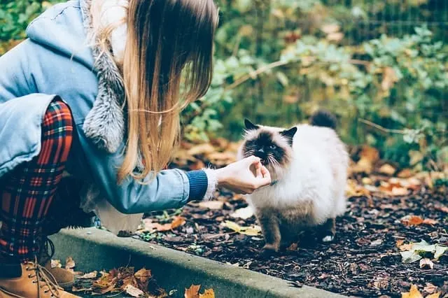 Best Cat Food For Cats Who Throw Up