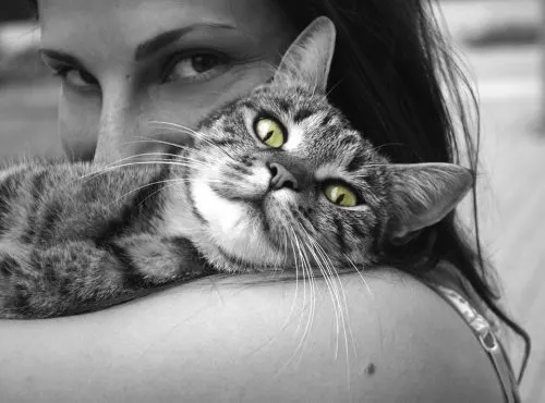 best heartworm prevention for cats