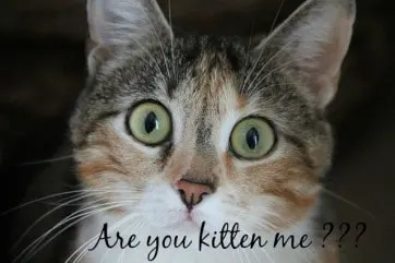 are you kitten me
