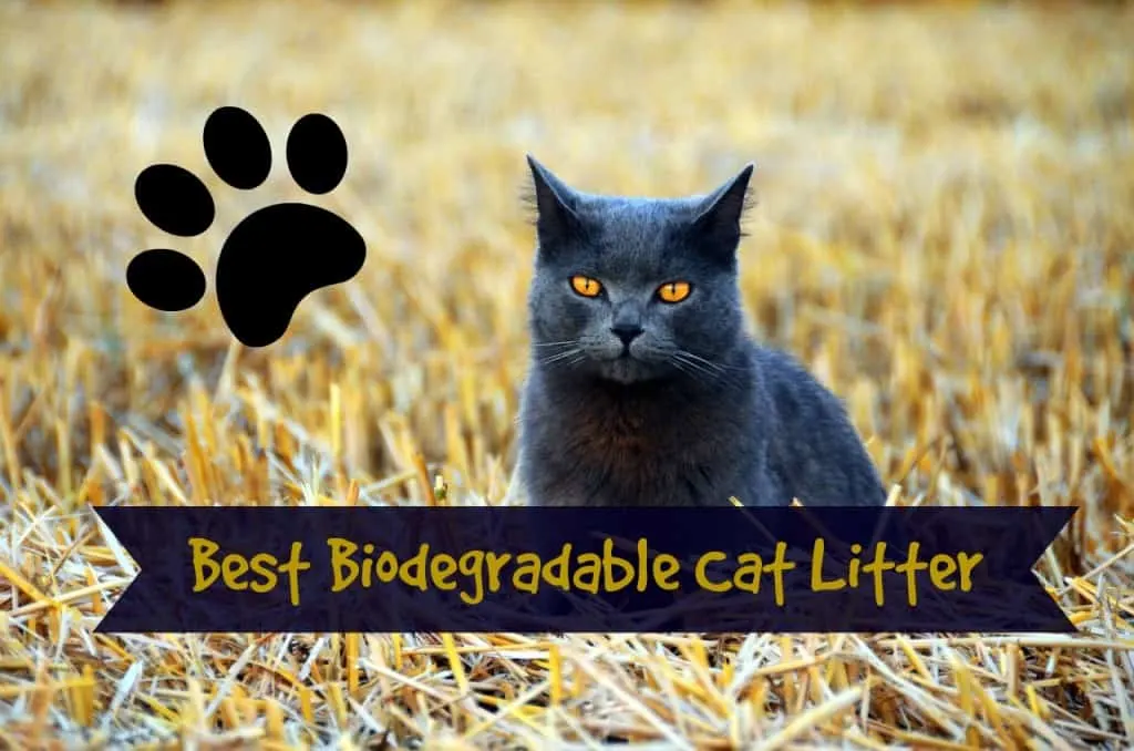 best biodegradable cat litter review header