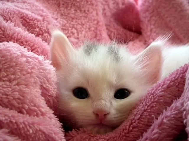 Best Cat Heating Pads | Fluffy Kitty 