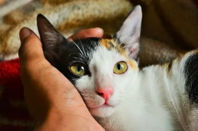 Best Cat Heating Pads | Fluffy Kitty 