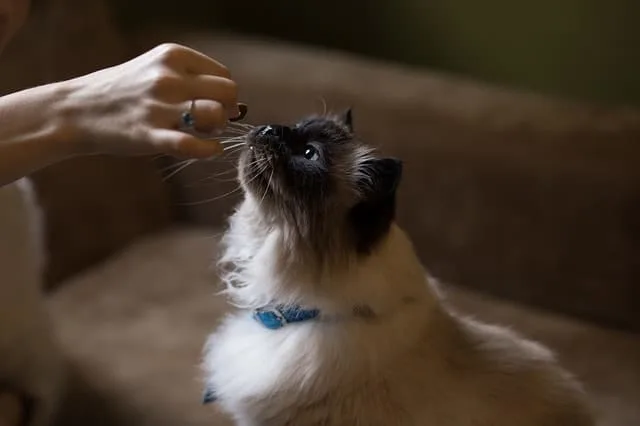 Best Cat Treats | Fluffy Kitty