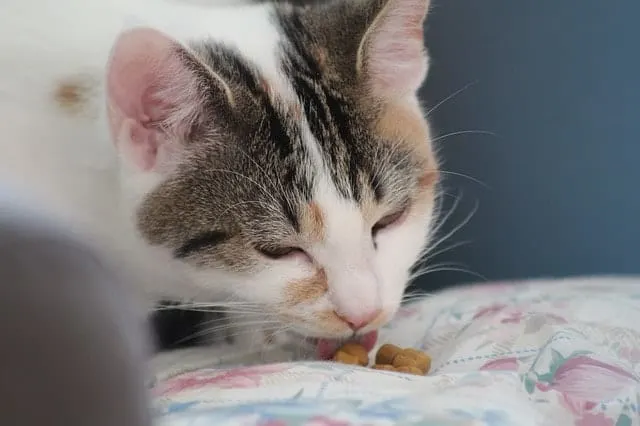 Best Cat Treats | Fluffy Kitty