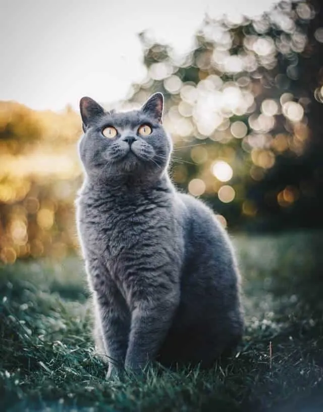Best Cat Litter for Odor Control | Fluffy Kitty