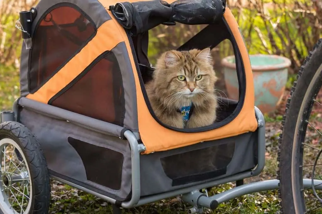 cat inside pet trailer with wheels getting pulled by a bicycle