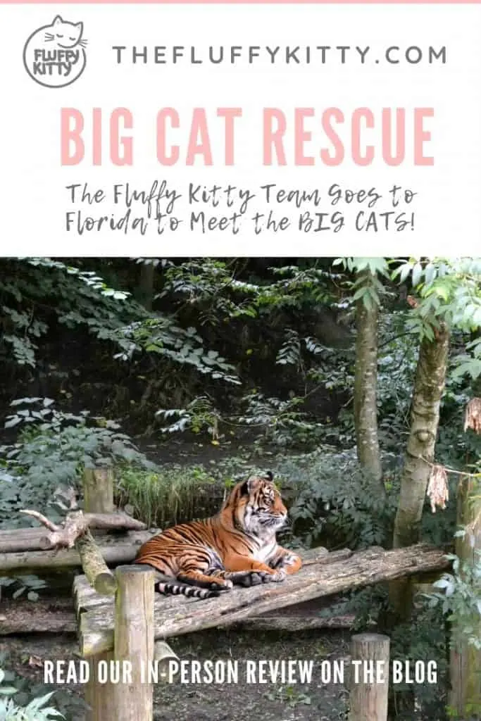 Big Cat Rescue, Tampa, Florida #bigcats #cats #catrescue #fluffykitty